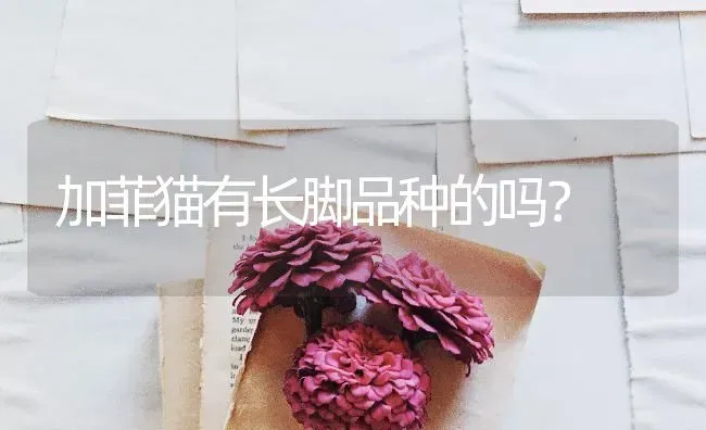 加菲猫有长脚品种的吗？ | 动物养殖问答