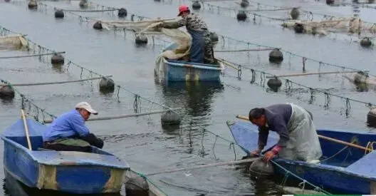 养海参赚钱吗？海参养殖前景及市场价格行情分析