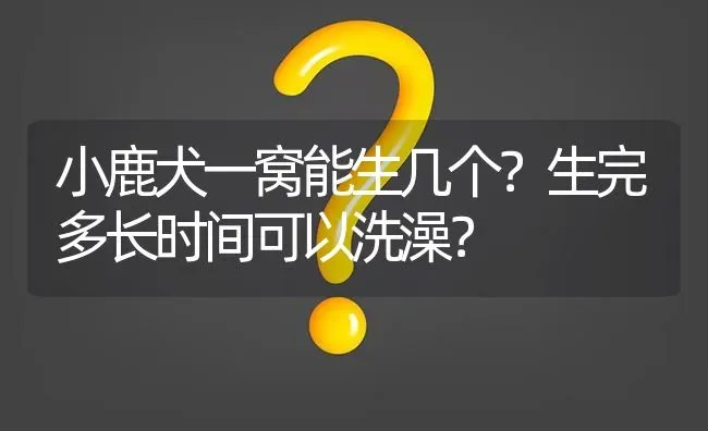 小鹿犬一窝能生几个？生完多长时间可以洗澡？ | 动物养殖问答