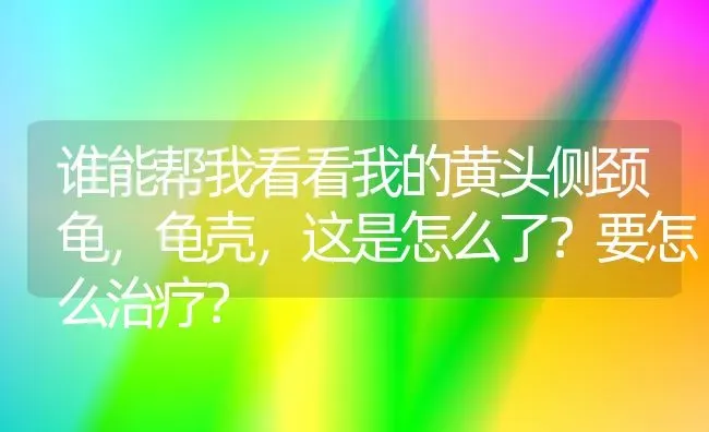 谁能帮我看看我的黄头侧颈龟，龟壳，这是怎么了？要怎么治疗？ | 动物养殖问答