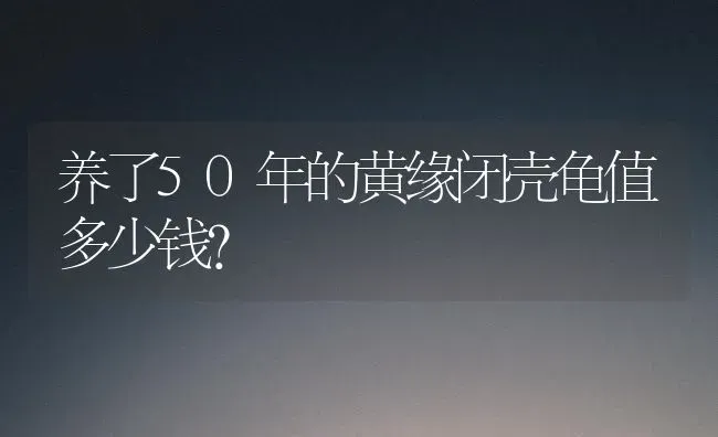 养了50年的黄缘闭壳龟值多少钱？ | 动物养殖问答