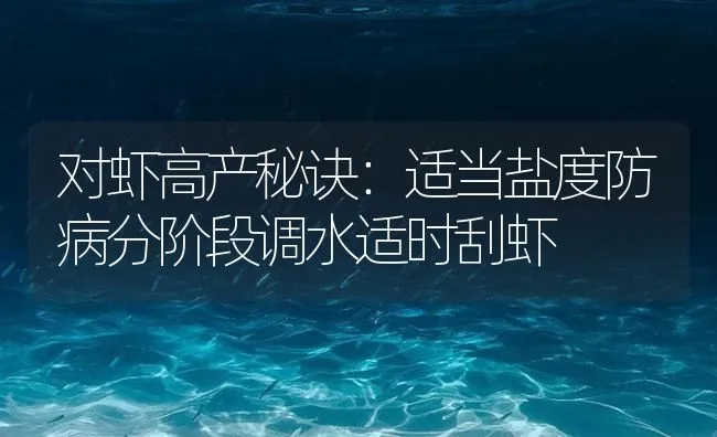 对虾高产秘诀：适当盐度防病分阶段调水适时刮虾 | 海水养殖技术