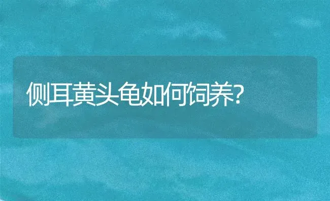 夏目友人帐的猫是什么品种？ | 动物养殖问答