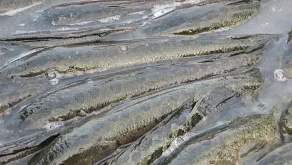 夏花水泥池培育黑鱼技术