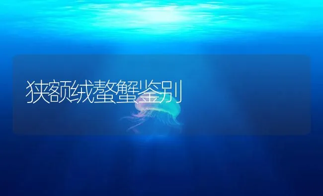 狭额绒螯蟹鉴别 | 海水养殖技术