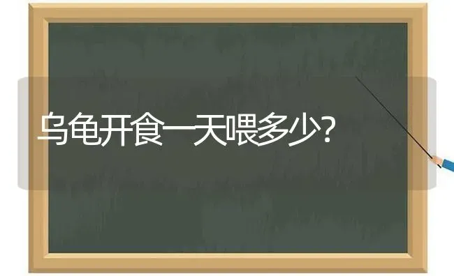 乌龟开食一天喂多少？ | 动物养殖问答