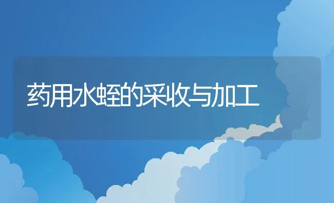 药用水蛭的采收与加工 | 动物养殖学堂