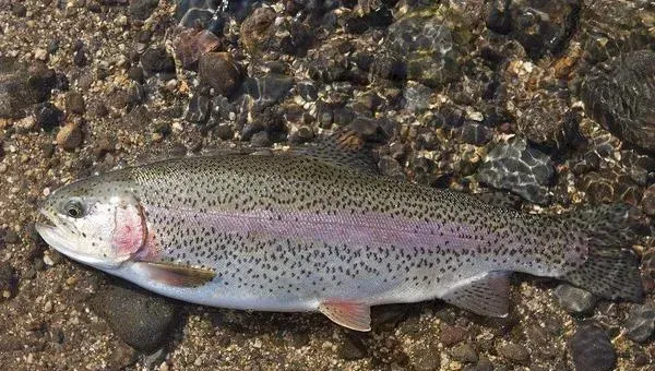 养虹鳟鱼赚钱吗？虹鳟鱼养殖的利润与投资成本及前景预测