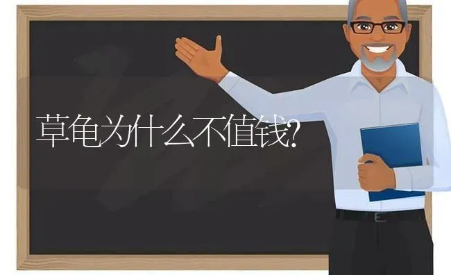 法斗滑板人可不可以滑？ | 动物养殖问答