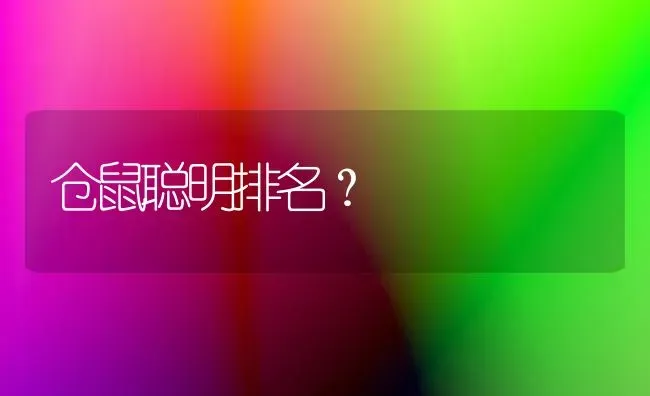 仓鼠聪明排名？ | 动物养殖问答