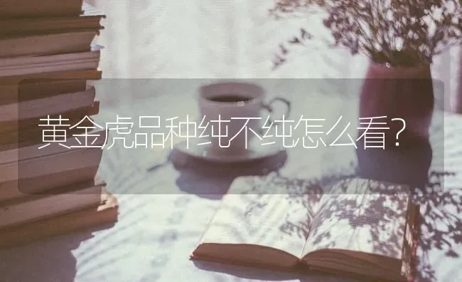 黄金虎品种纯不纯怎么看？ | 动物养殖问答
