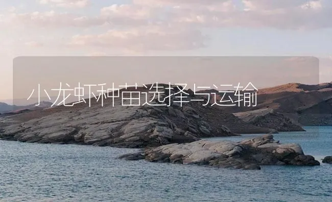 小龙虾种苗选择与运输 | 海水养殖技术