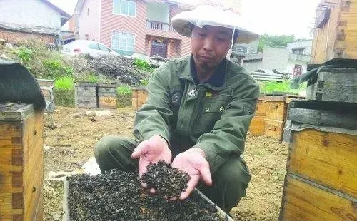 养蜂度夏抗夏衰五点注意