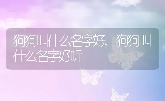 狗狗叫什么名字好,狗狗叫什么名字好听 | 宠物百科知识