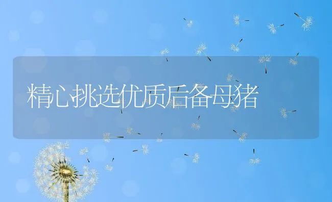 精心挑选优质后备母猪 | 动物养殖学堂