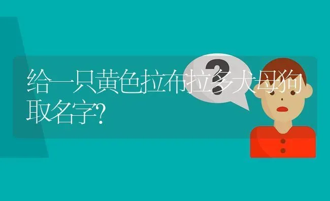 给一只黄色拉布拉多犬母狗取名字？ | 动物养殖问答