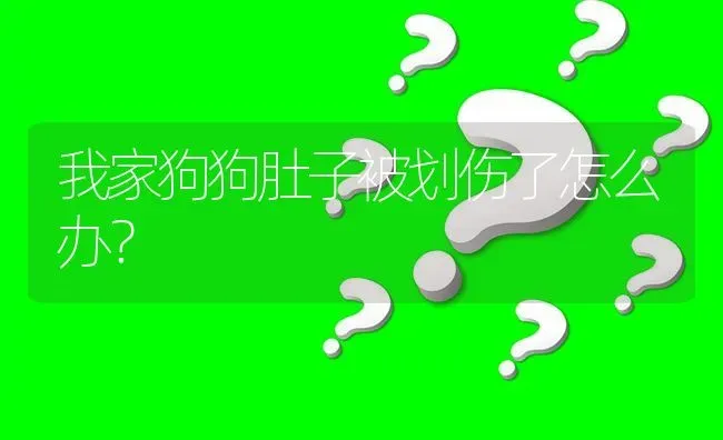 我家狗狗肚子被划伤了怎么办？ | 动物养殖问答