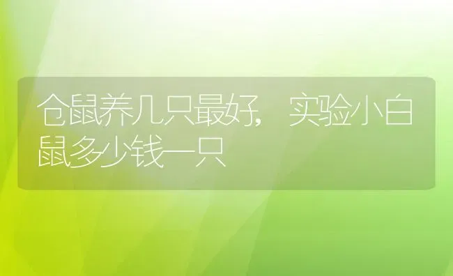 仓鼠养几只最好,实验小白鼠多少钱一只 | 宠物百科知识