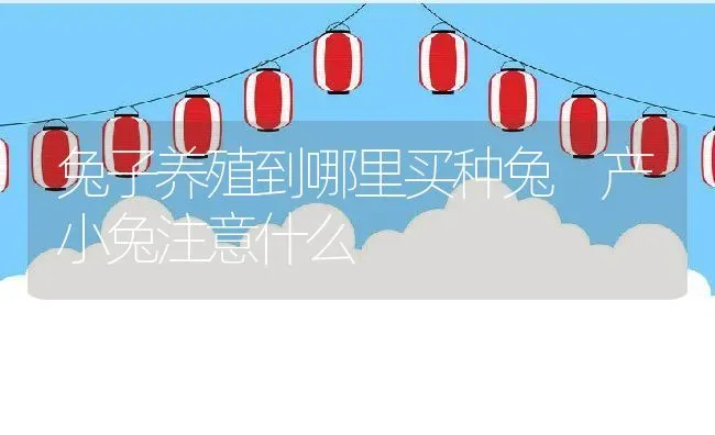 兔子养殖到哪里买种兔 产小兔注意什么 | 动物养殖教程