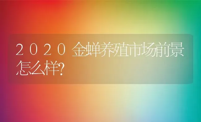 2020金蝉养殖市场前景怎么样？ | 动物养殖百科