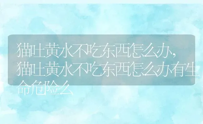 猫吐黄水不吃东西怎么办,猫吐黄水不吃东西怎么办有生命危险么 | 宠物百科知识