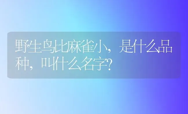 野生鸟比麻雀小，是什么品种，叫什么名字？ | 动物养殖问答