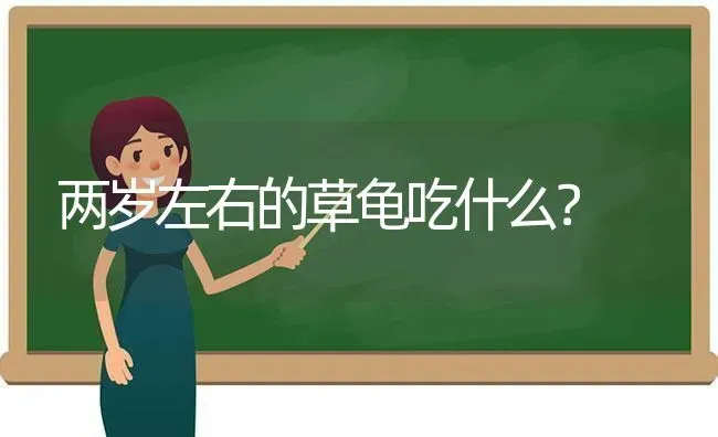 两岁左右的草龟吃什么？ | 动物养殖问答