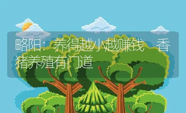 略阳：养得越小越赚钱 香猪养殖有门道 | 动物养殖教程