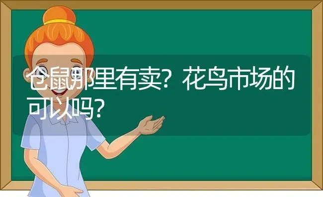 仓鼠那里有卖？花鸟市场的可以吗？ | 动物养殖问答