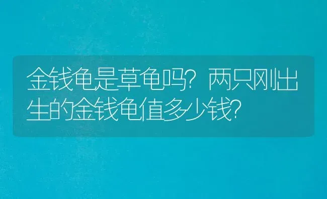 金钱龟是草龟吗？两只刚出生的金钱龟值多少钱？ | 动物养殖问答