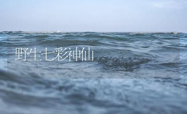 野生七彩神仙 | 海水养殖技术