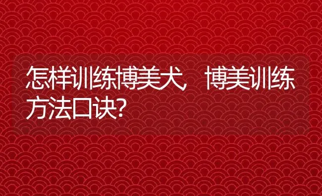 怎样训练博美犬,博美训练方法口诀？ | 宠物百科知识