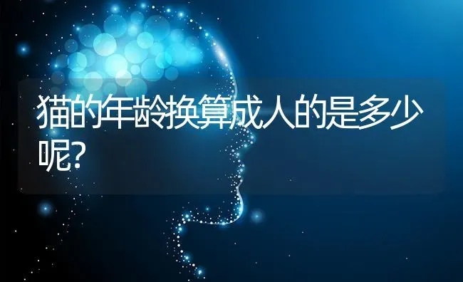 猫的年龄换算成人的是多少呢？ | 动物养殖问答