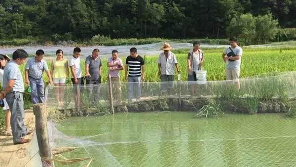 科学泥鳅养殖技术