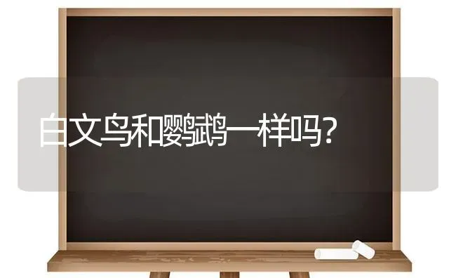 白文鸟和鹦鹉一样吗？ | 动物养殖问答