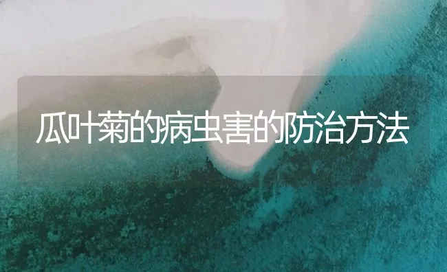 瓜叶菊的病虫害的防治方法 | 海水养殖技术