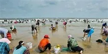 蛤蜊肉的做法大全