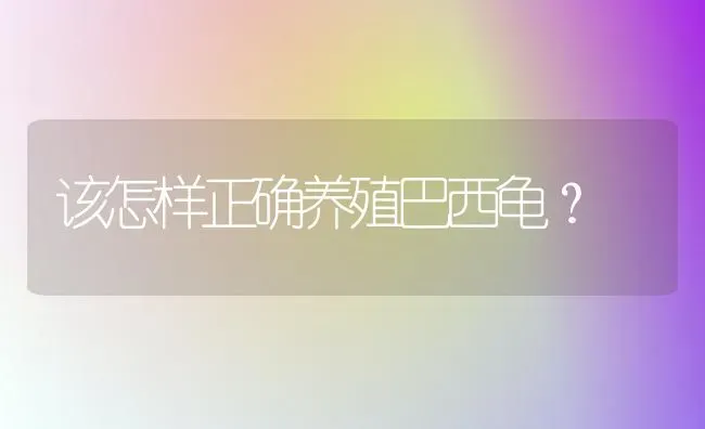 该怎样正确养殖巴西龟？ | 动物养殖问答