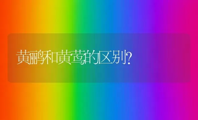 黄鹂和黄莺的区别？ | 动物养殖问答