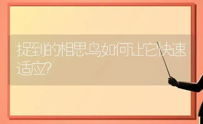 捉到的相思鸟如何让它快速适应？ | 动物养殖问答