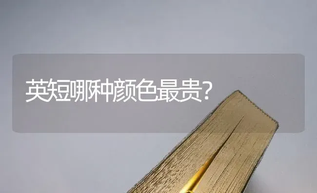 英短哪种颜色最贵？ | 动物养殖问答