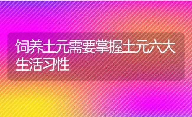 饲养土元需要掌握土元六大生活习性 | 动物养殖教程