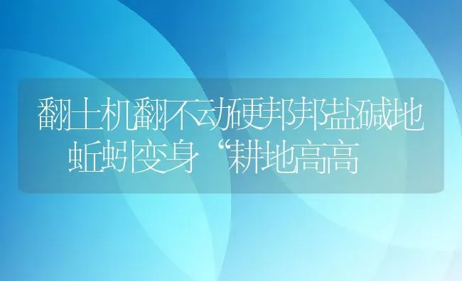 翻土机翻不动硬邦邦盐碱地 蚯蚓变身“耕地高高 | 动物养殖百科