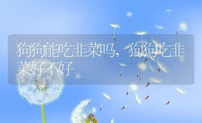 狗狗能吃韭菜吗,狗狗吃韭菜好不好 | 宠物百科知识