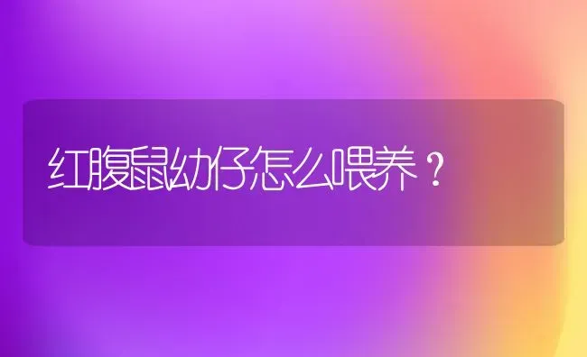 红腹鼠幼仔怎么喂养？ | 动物养殖问答