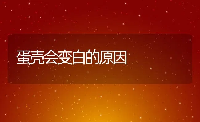 蛋壳会变白的原因 | 动物养殖学堂