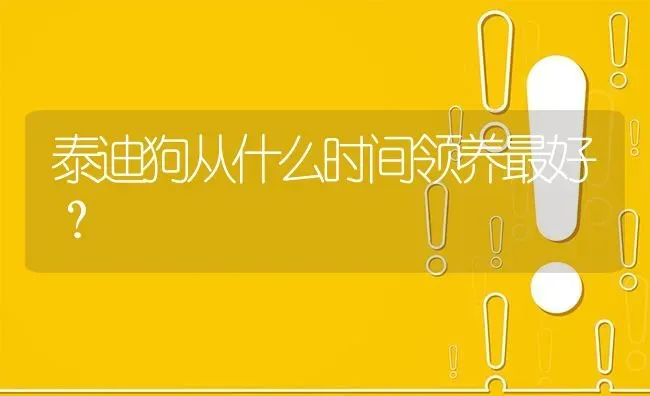 泰迪狗从什么时间领养最好？ | 动物养殖问答