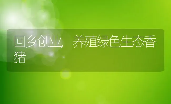 回乡创业,养殖绿色生态香猪 | 动物养殖教程