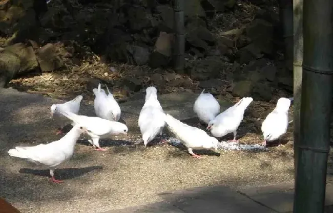 注意冬季鸽子状态