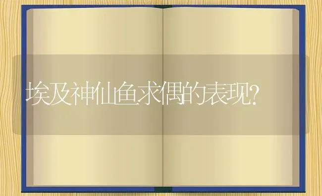 埃及神仙鱼求偶的表现？ | 鱼类宠物饲养